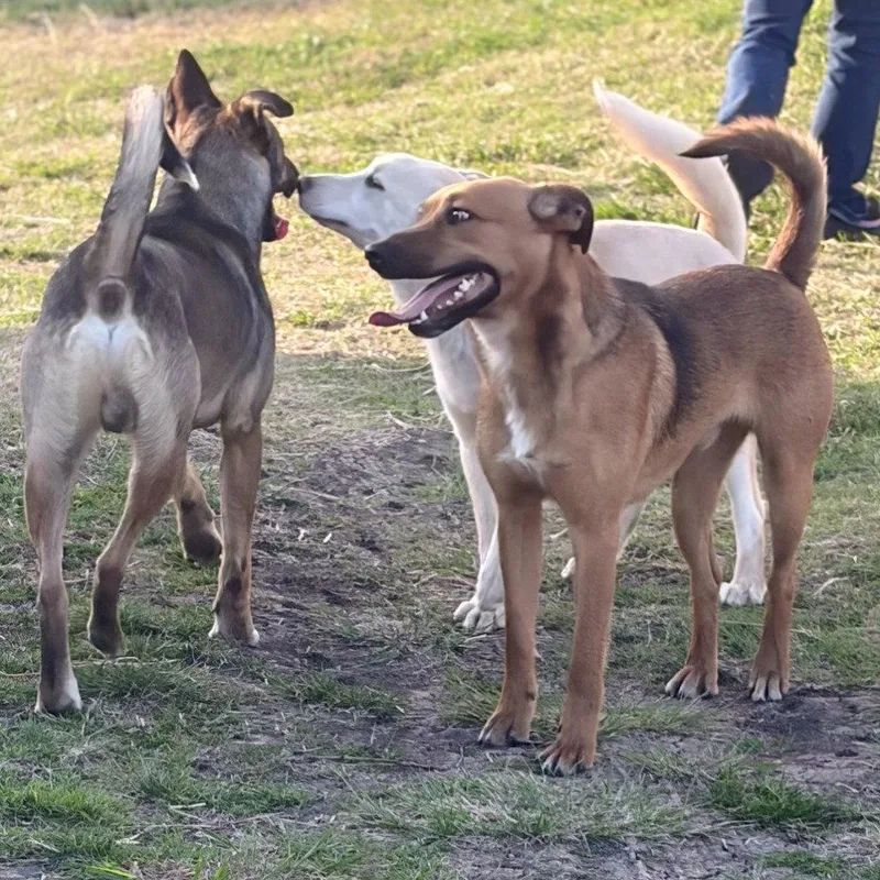 An adult medium-sized male Black Mouth Cur dog named Brock for adoption in Bloomfield, CT