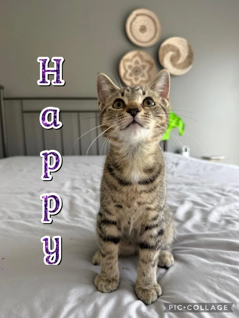 A baby medium-sized female Domestic Short Hair cat named Happy for adoption in Fort Oglethorpe, GA