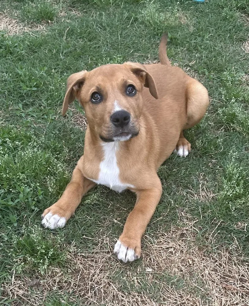 A baby medium-sized male Labrador Retriever dog named Malachite Butterfly for adoption in Boston, MA