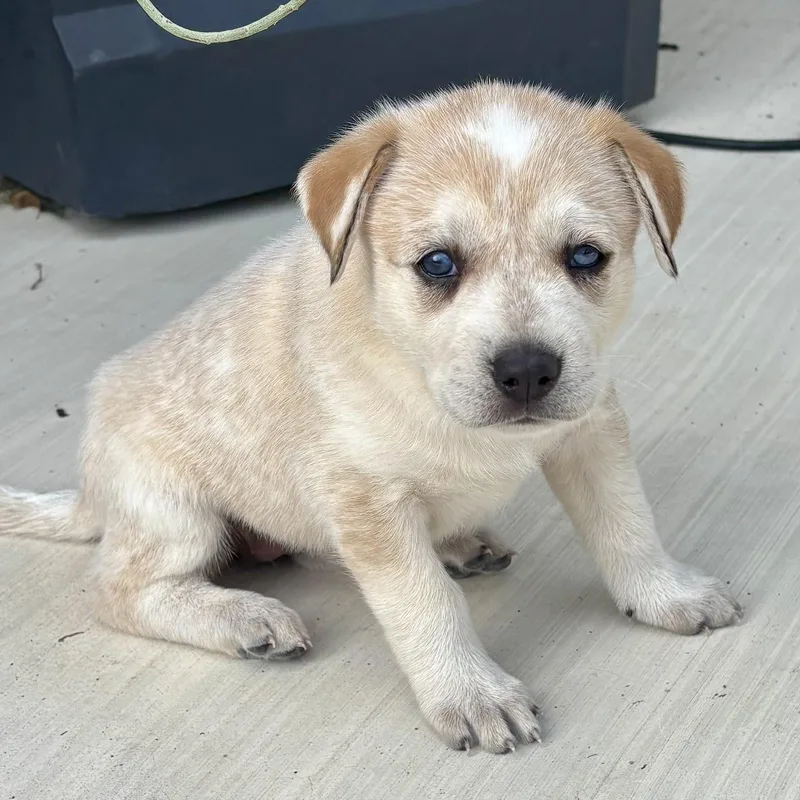 A baby large-sized female Apricot / Beige Retriever dog named May for adoption in Bulverde, TX