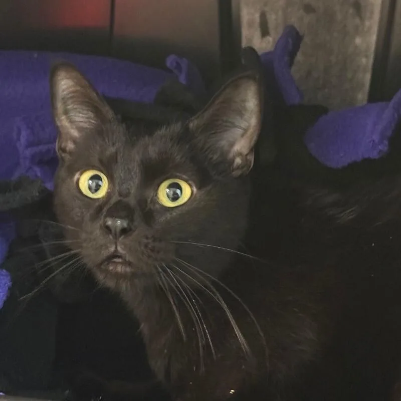 An adult medium-sized female Black Domestic Short Hair cat named Ishvari for adoption in Fort Collins, CO