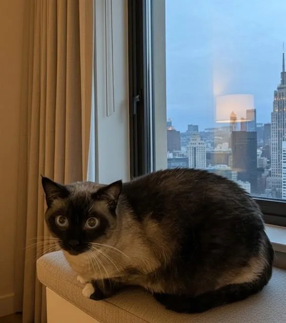 An adult medium-sized female Siamese cat named Salt for adoption in Castaic, CA