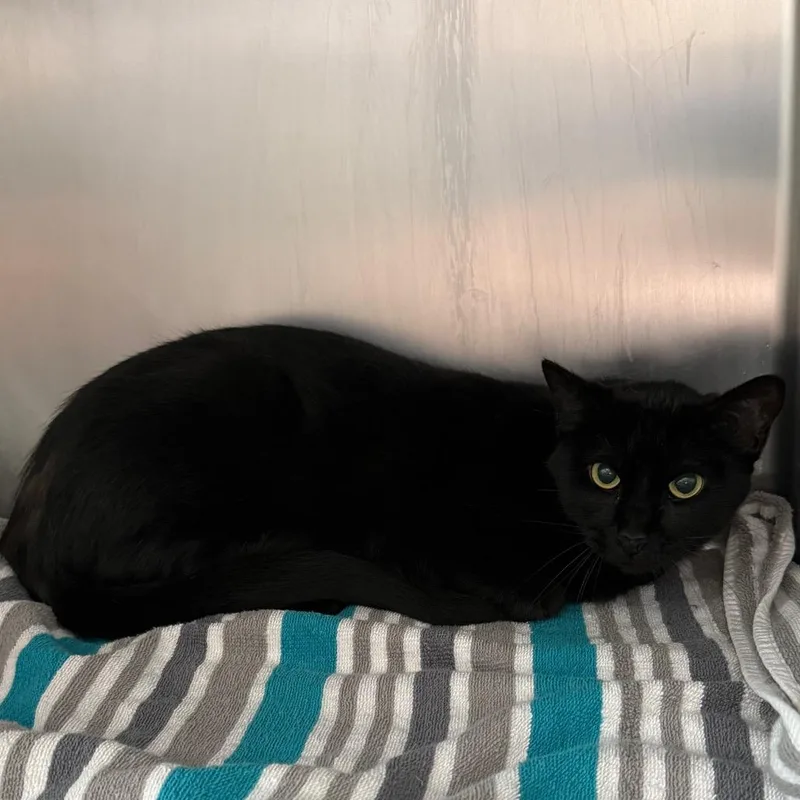An adult large-sized female Domestic Short Hair cat named Ellie Mae for adoption in Council Bluffs, IA