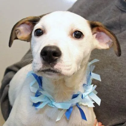 A young medium-sized male White / Cream Mixed Breed dog named J.d. for adoption in Lansing, MI