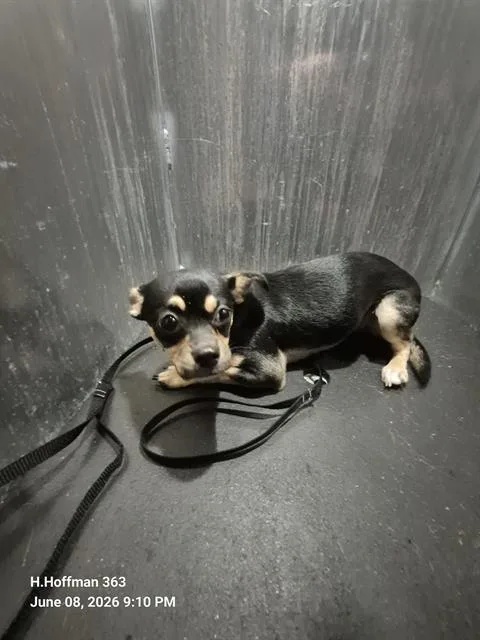 A young small-sized female Chihuahua dog named Rose for adoption in San Antonio, TX