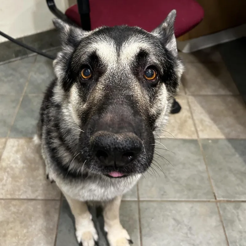 An adult large-sized male Yellow / Tan / Blond / Fawn Mixed Breed dog named Howl for adoption in Chattanooga, TN