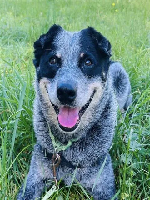 An adult medium-sized male Australian Cattle Dog / Blue Heeler dog named Marley for adoption in Santa Barbara, CA