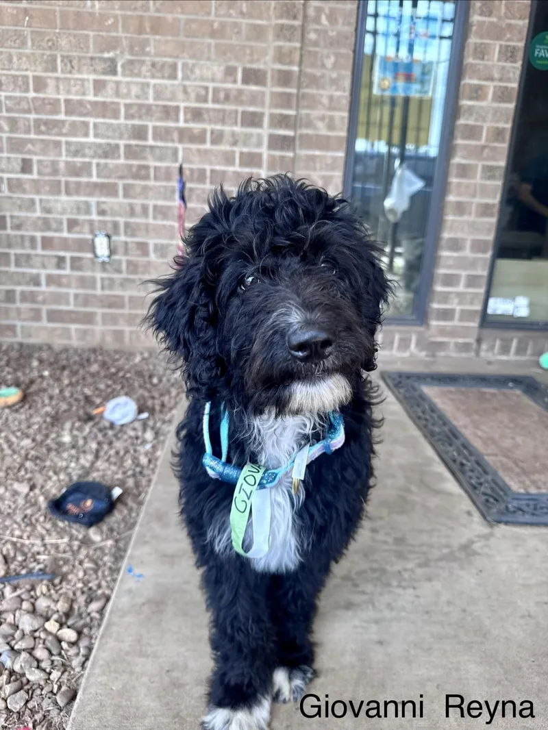 A baby small-sized female Black Poodle dog named Giovanni Reyna for adoption in Broken Arrow, OK