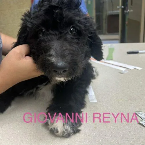 Giovanni Reyna thumbnail 2