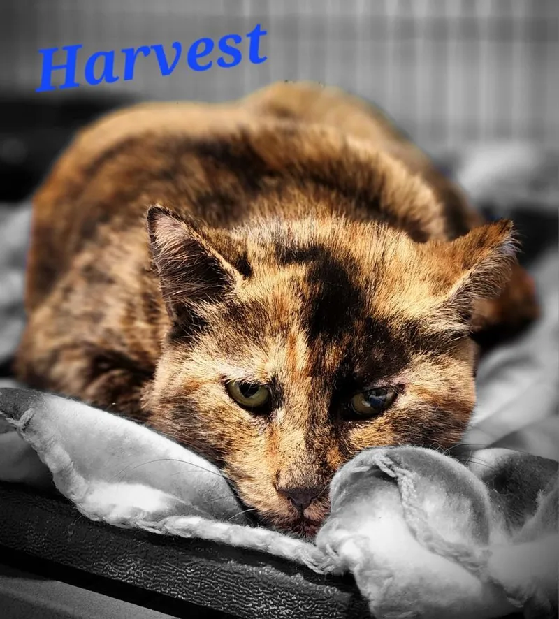 Harvest thumbnail 2