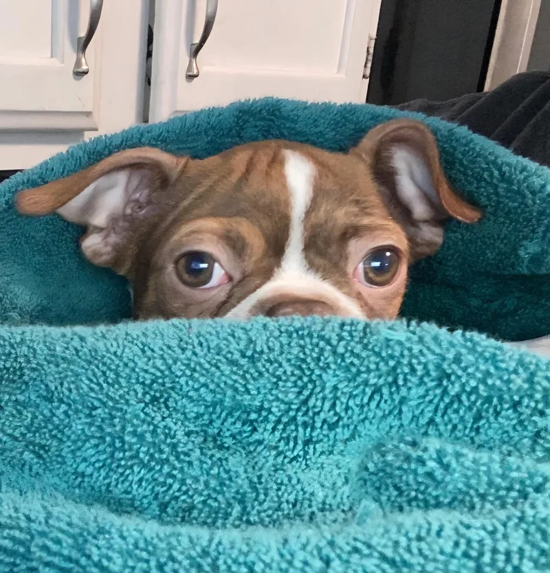 A baby small-sized male White / Cream Boston Terrier dog named Dobby in MO for adoption in Elkhorn, NE