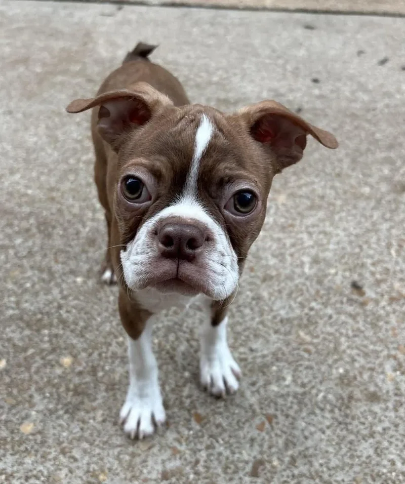 Dobby in MO thumbnail 2