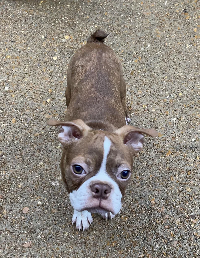 Dobby in MO thumbnail 3