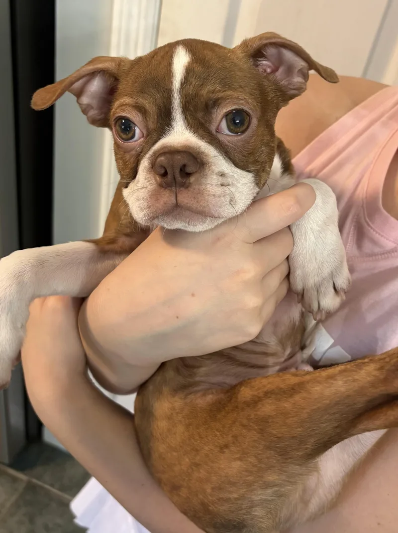 Dobby in MO thumbnail 4