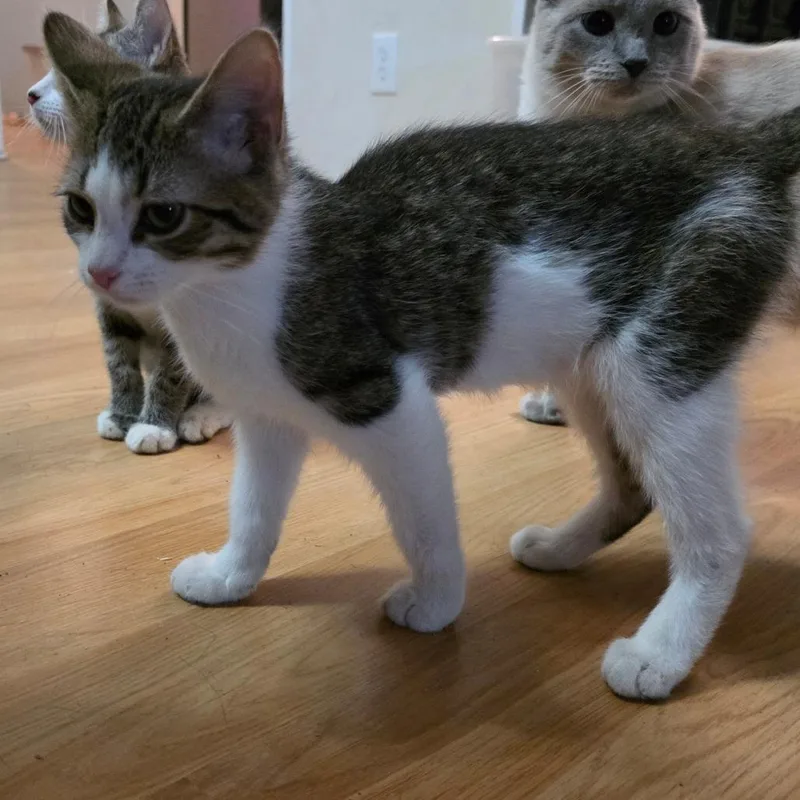 A baby small-sized male Gray / Blue / Silver Domestic Short Hair cat named Mountain Climber for adoption in Grantsville, UT