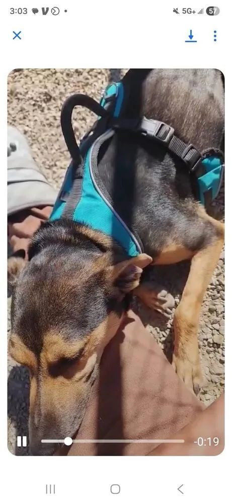 An adult small-sized male Brown / Chocolate Miniature Pinscher dog named Baxter Boy for adoption in Aurora, IN
