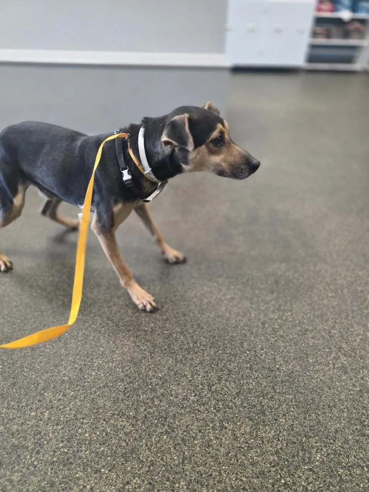 Baxter Boy thumbnail 2