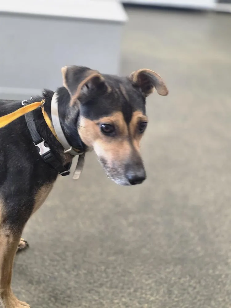 Baxter Boy thumbnail 3