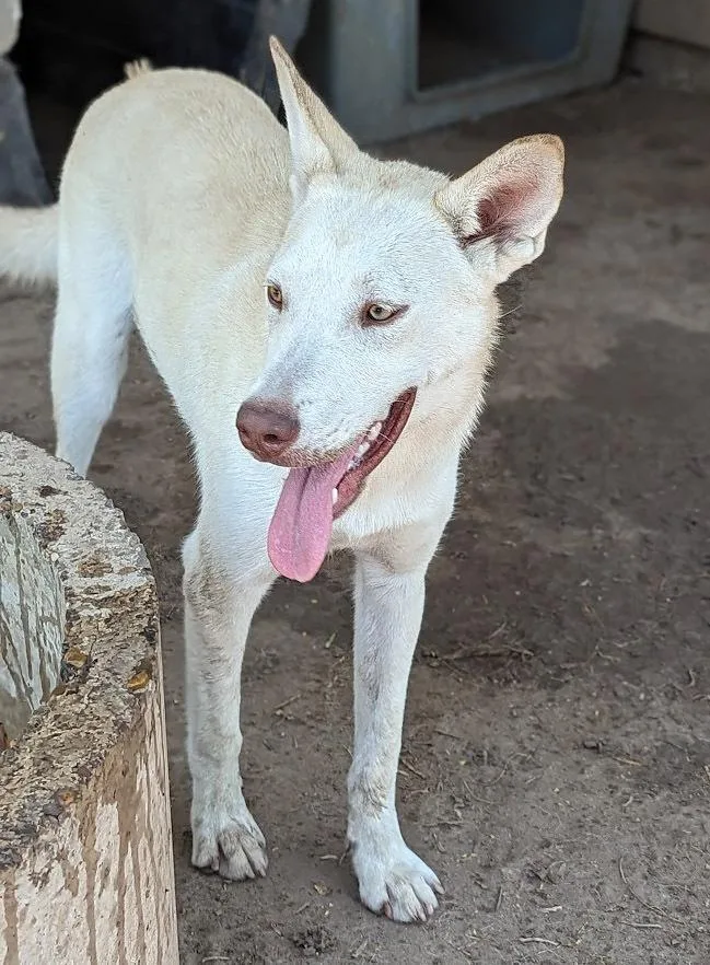 A young medium-sized female White / Cream Shepherd dog named Angelina Jolly for adoption in Mission, TX