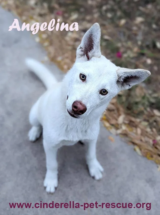 Angelina Jolly thumbnail 4