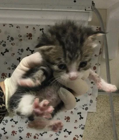 A baby small-sized female Domestic Short Hair cat named Willow for adoption in Riverside, CA