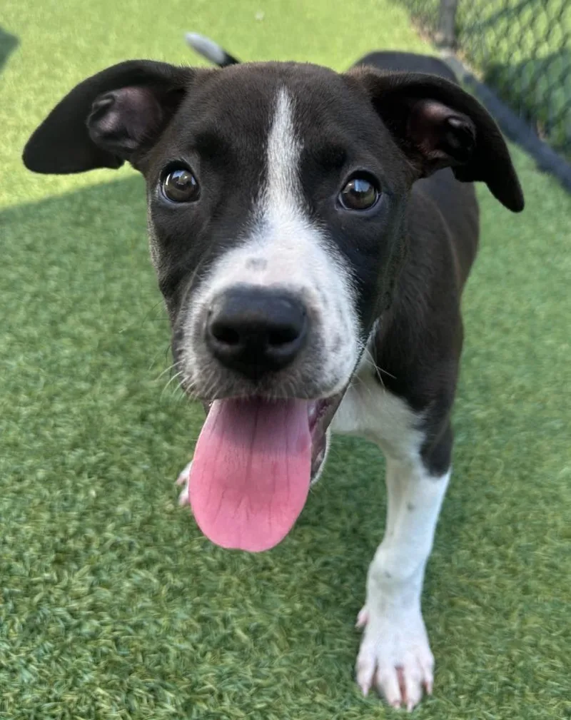 A baby medium-sized male American Bulldog dog named Porthos for adoption in Madison, GA