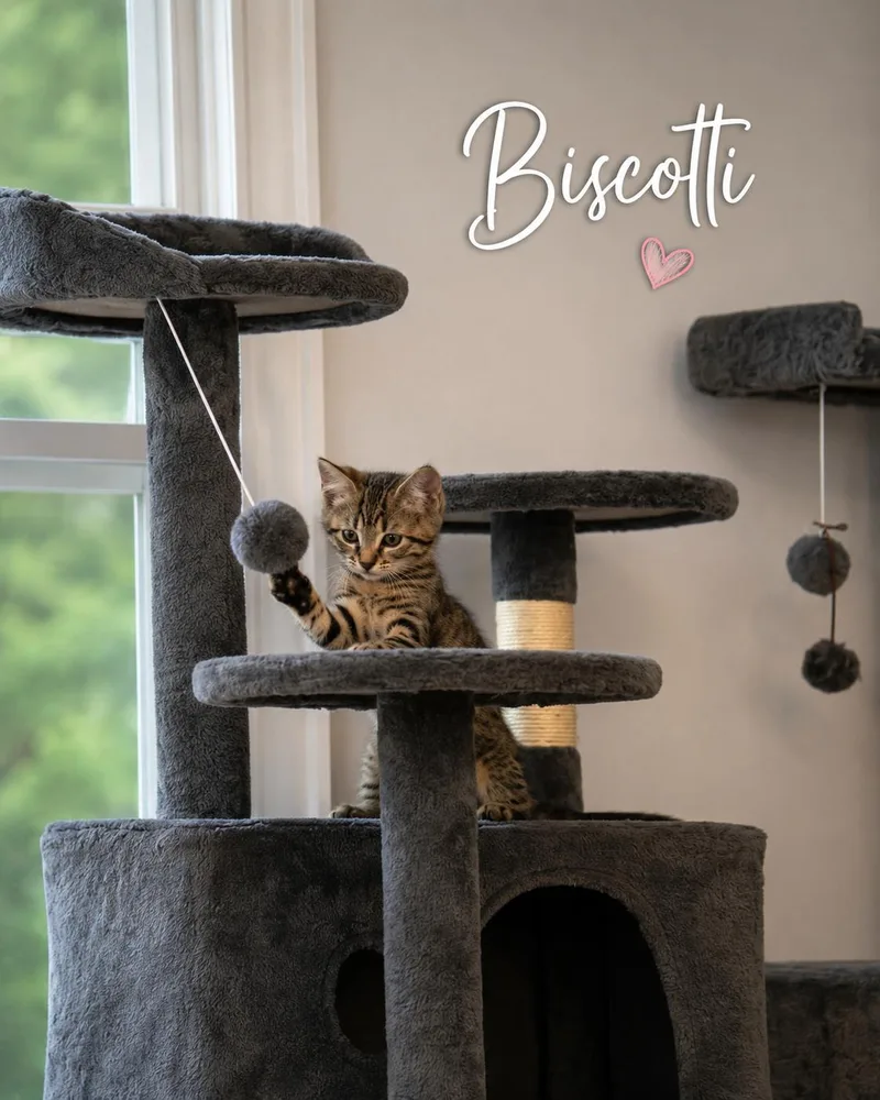Biscotti & MochaReady to thumbnail 4