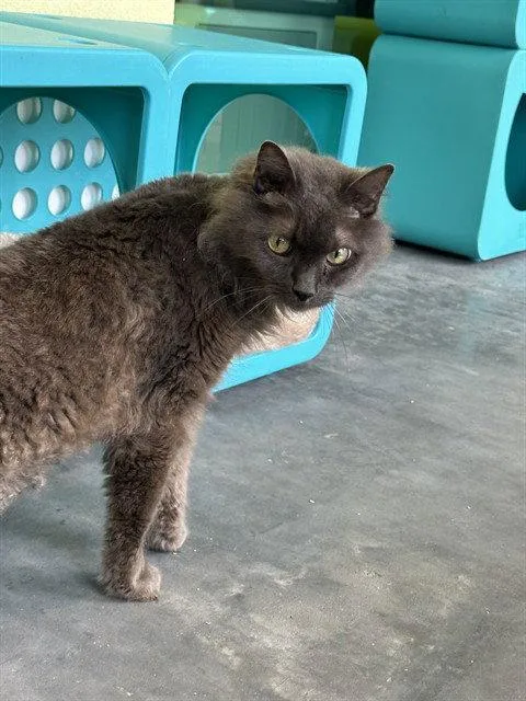 A senior large-sized male Domestic Long Hair cat named Izzy for adoption in Tavares, FL