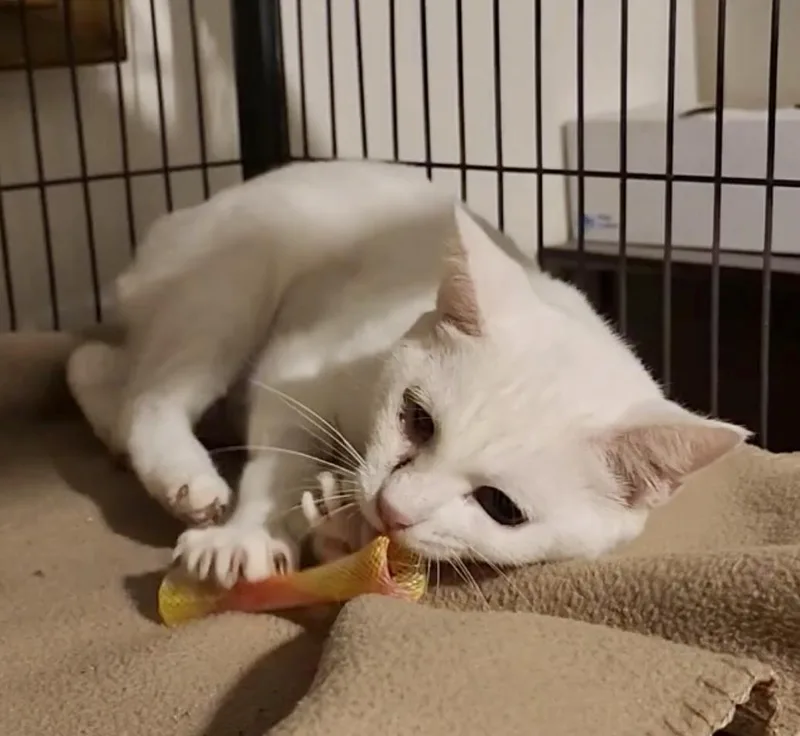 Dragonfly thumbnail 2