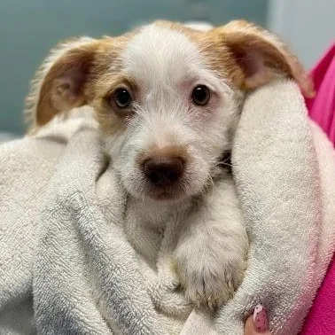 A baby medium-sized female Terrier dog named Bailey for adoption in Danbury, CT
