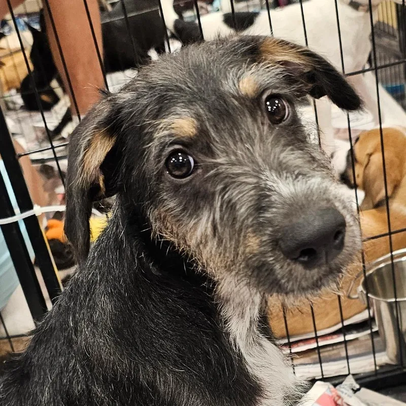 A baby medium-sized male Black Schnauzer dog named Roman Lb for adoption in Austin, TX