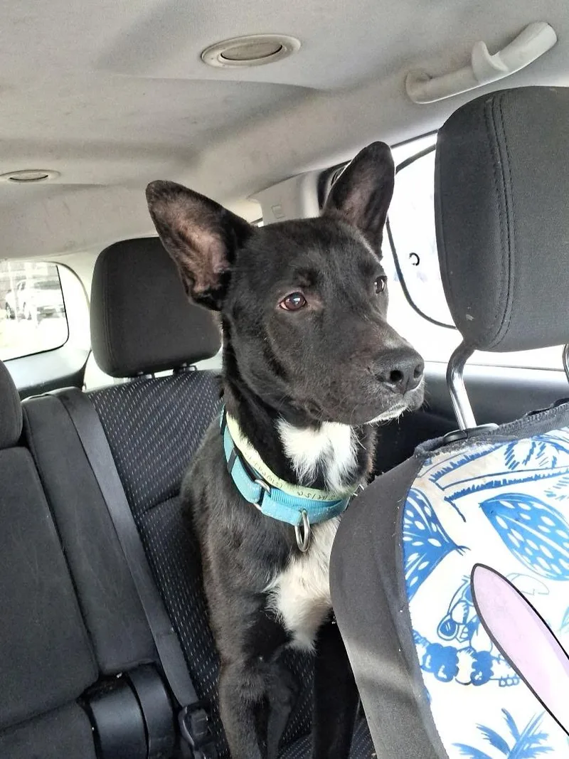 A young medium-sized male German Shepherd Dog dog named Dusty for adoption in Mico, TX
