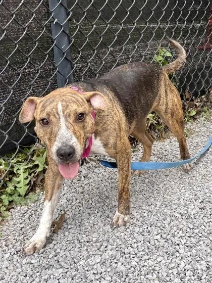 An adult medium-sized female Mixed Breed dog named Wendy for adoption in Cincinnati, OH
