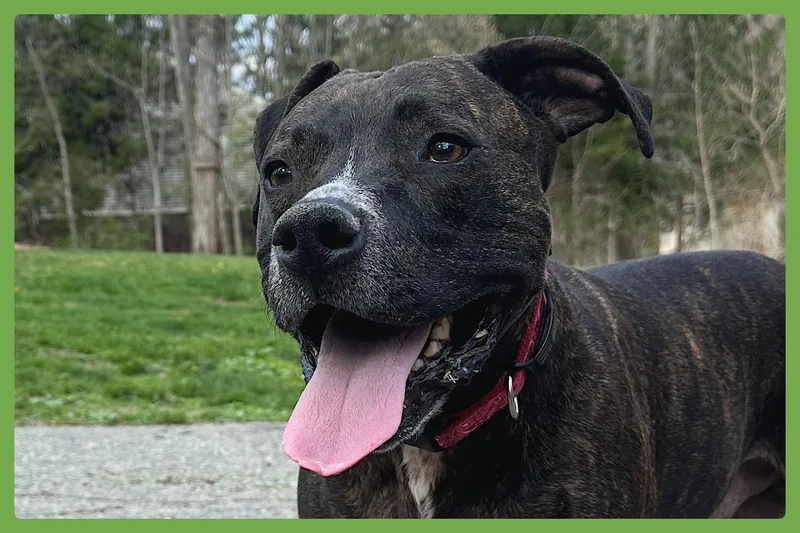 Cooper thumbnail 3