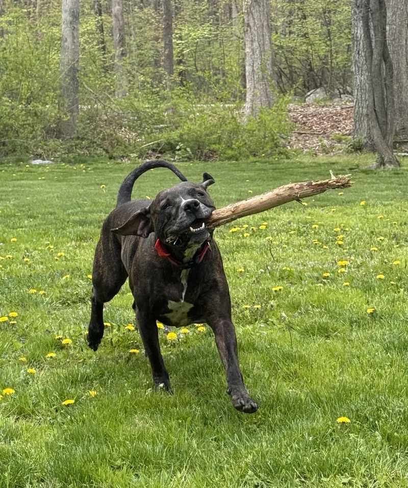 Cooper thumbnail 4