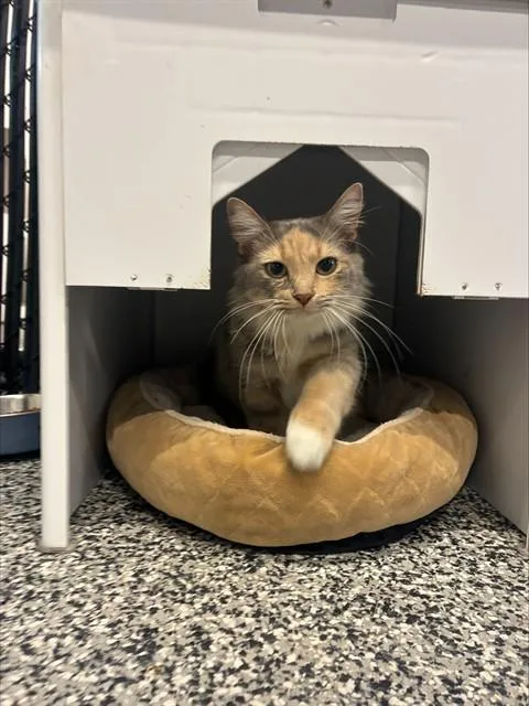 An adult medium-sized female Domestic Short Hair cat named Variegated for adoption in Palmetto, FL