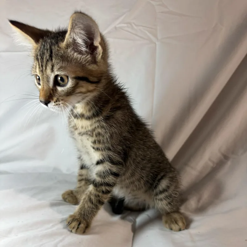 A baby small-sized male Brown / Chocolate Domestic Short Hair cat named Jay for adoption in Sunnyvale, CA