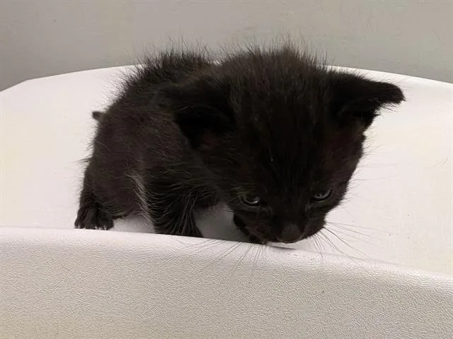 A baby medium-sized male Domestic Short Hair cat named Milo for adoption in Kent, WA