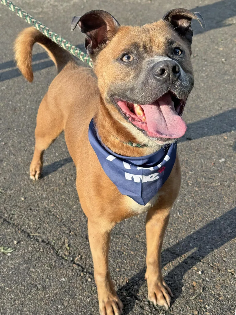 An adult medium-sized male Brown / Chocolate Boxer dog named Walden for adoption in Anderson, IN