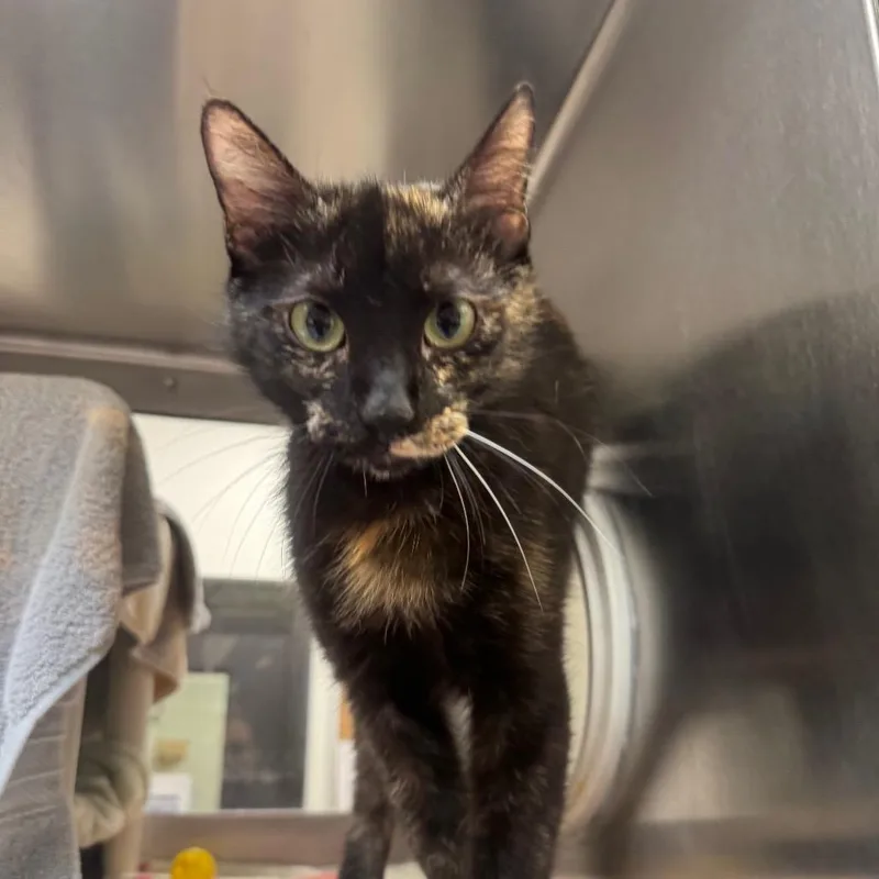 An adult medium-sized female Tortoiseshell Domestic Short Hair cat named Scandalous for adoption in York, PA