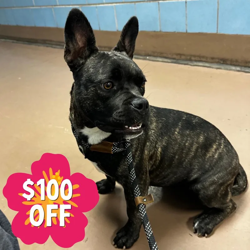 A young medium-sized female Brindle Mixed Breed dog named Harmonica for adoption in Hinsdale, IL