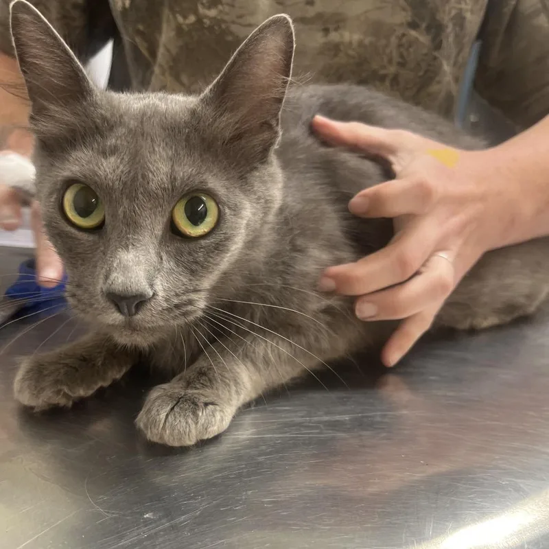 A young medium-sized female Gray / Blue / Silver Domestic Short Hair cat named Bo Peep for adoption in Clanton, AL
