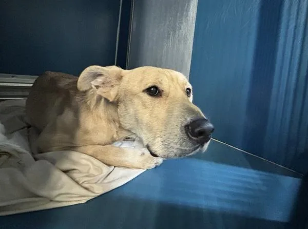 An adult medium-sized male Mixed Breed dog named Cobweb Bandit for adoption in New York, NY