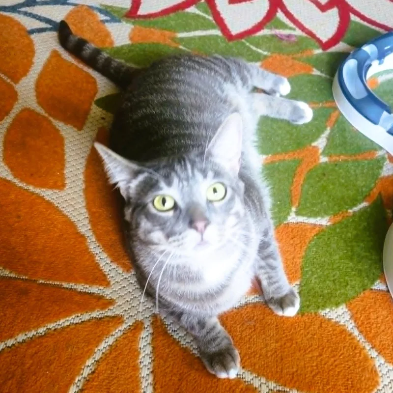 An adult large-sized male Tabby (Gray / Blue / Silver) Domestic Short Hair cat named Loki  Gentle Giant for adoption in Rochester, NY