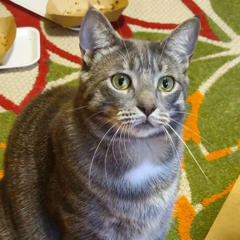 Loki  Gentle Giant thumbnail 3
