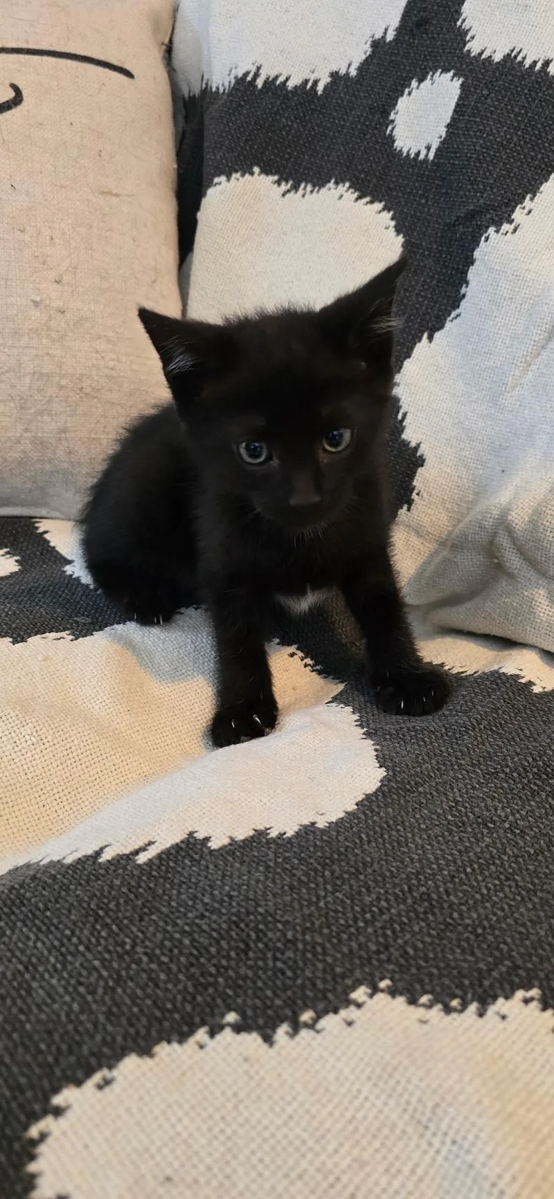 A baby medium-sized male Black Domestic Short Hair cat named Maverick for adoption in Valhalla, NY