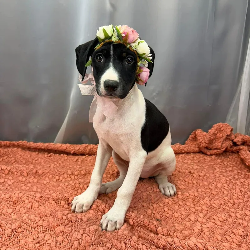 Buttercup thumbnail 2