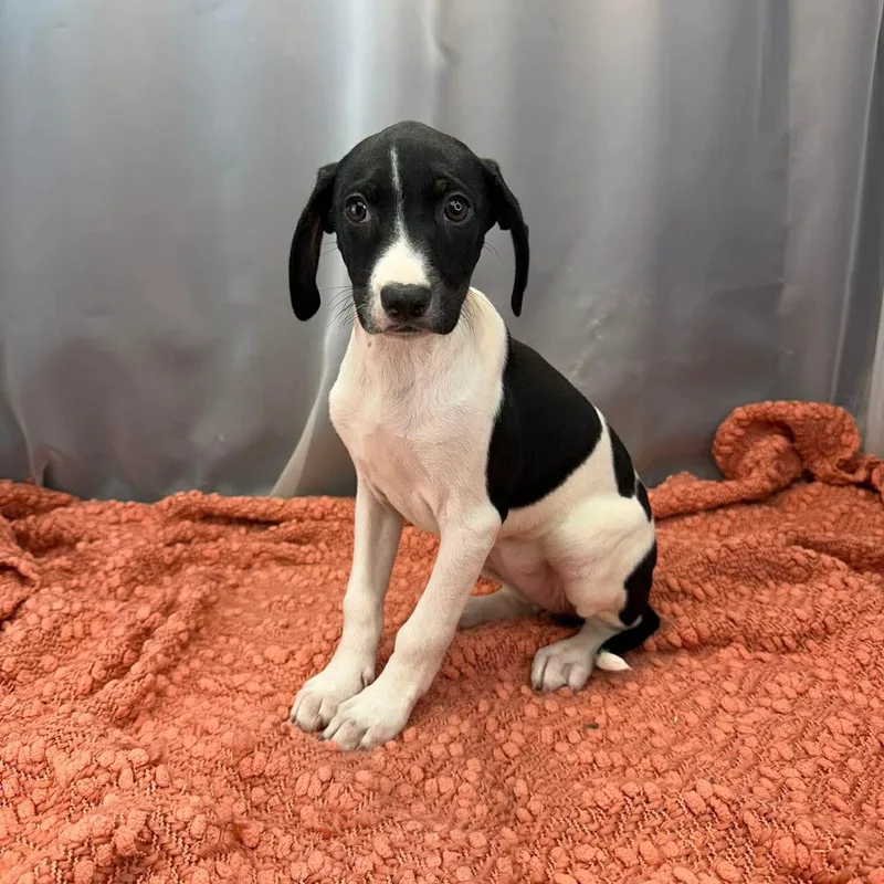 Buttercup thumbnail 3