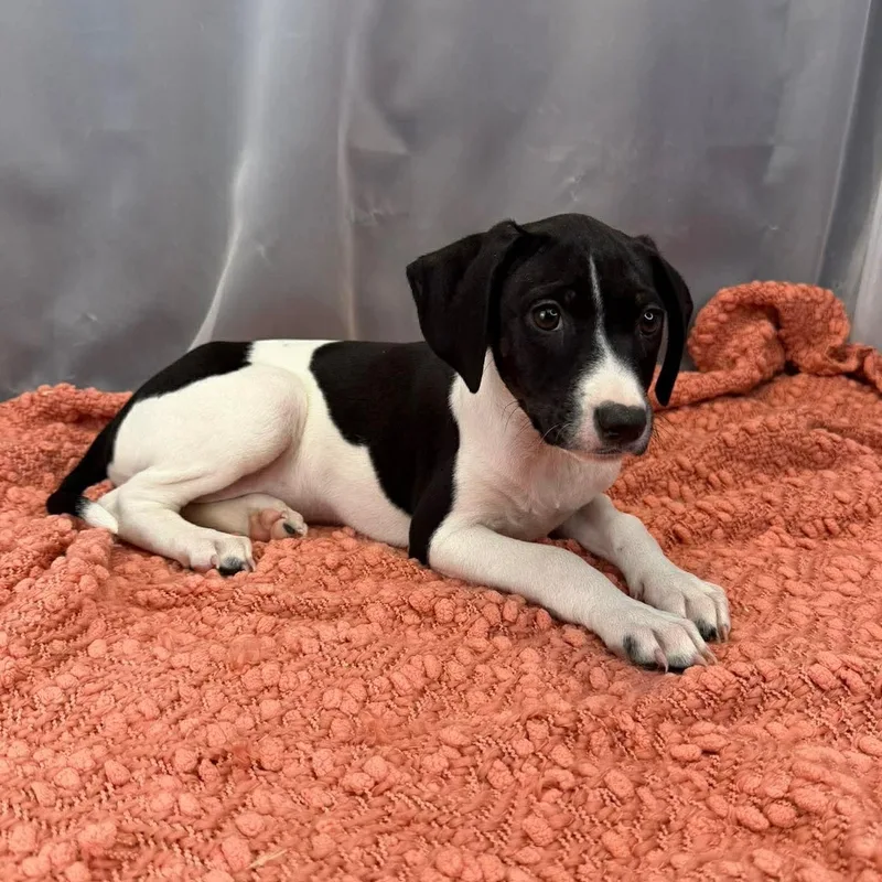 Buttercup thumbnail 4