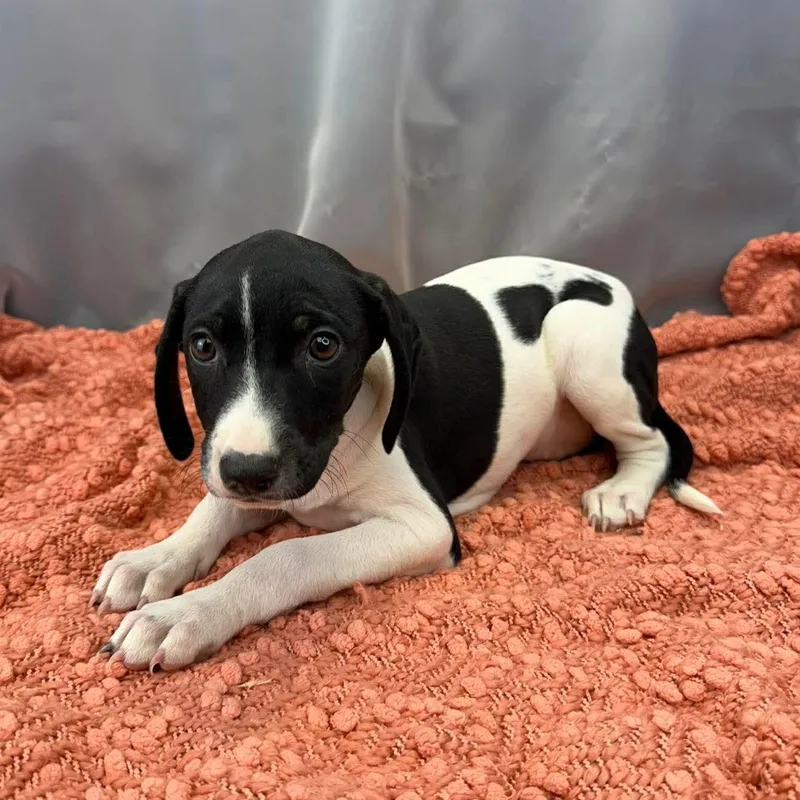 Buttercup thumbnail 5